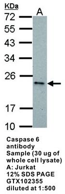 RB PAB TO CASPASE 6