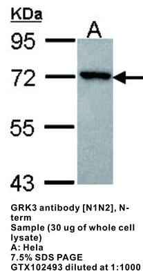 GRK3 antibody [N1N2], N-term, GeneTex