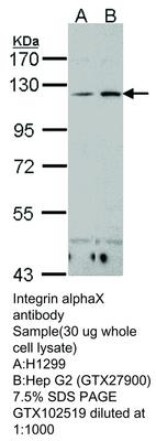 RB PAB TO CD11C