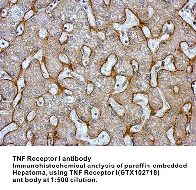 TNF Receptor I antibody, GeneTex