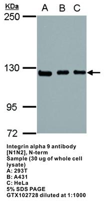 RB PAB TO INTEGRIN ALPHA 9