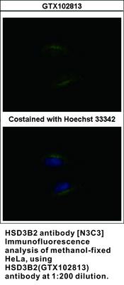 HSD3B2 antibody [N3C3], GeneTex