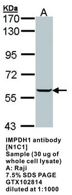 IMPDH1 antibody [N1C1], GeneTex