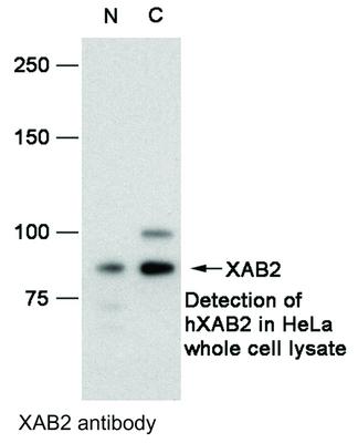 XAB2 antibody, GeneTex