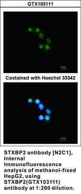 STXBP2 antibody [N2C1], Internal, GeneTex