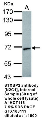 STXBP2 antibody [N2C1], Internal, GeneTex