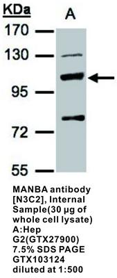 MANBA antibody [N3C2], Internal, GeneTex