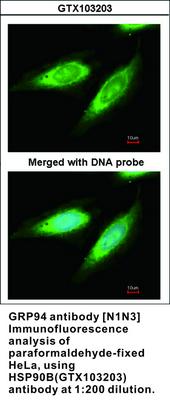 GRP94 antibody [N1N3], GeneTex