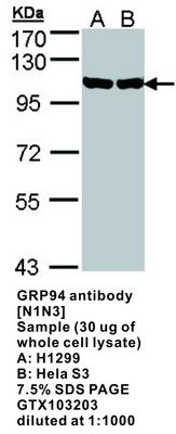 GRP94 antibody [N1N3], GeneTex