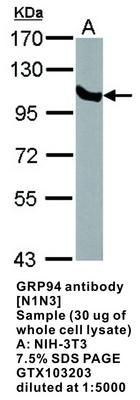 GRP94 antibody [N1N3], GeneTex