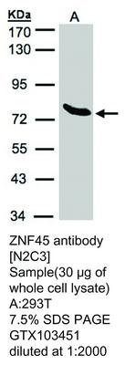 RB PAB TO ZNF45