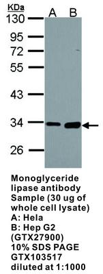 Monoglyceride lipase antibody [N1C3], GeneTex