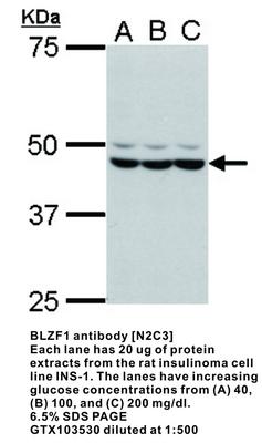 BLZF1 antibody [N2C3], GeneTex