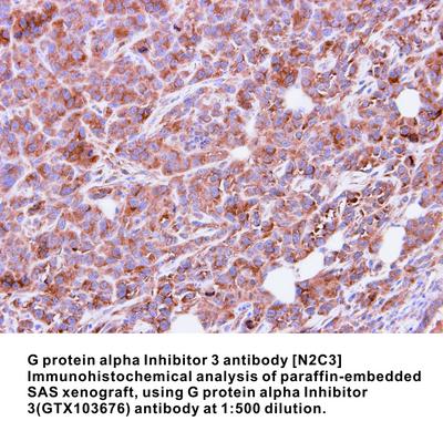 G protein alpha Inhibitor 3 antibody [N2C3], GeneTex