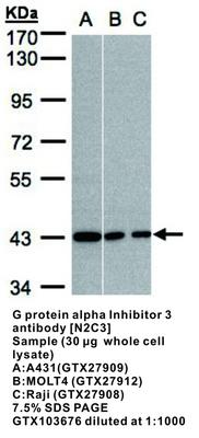 G protein alpha Inhibitor 3 antibody [N2C3], GeneTex