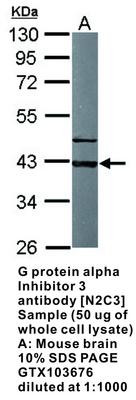 G protein alpha Inhibitor 3 antibody [N2C3], GeneTex