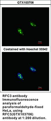 RFC3 antibody, GeneTex