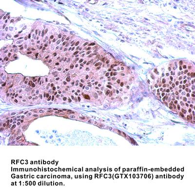 RFC3 antibody, GeneTex