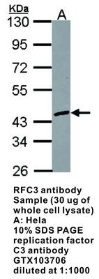 RFC3 antibody, GeneTex