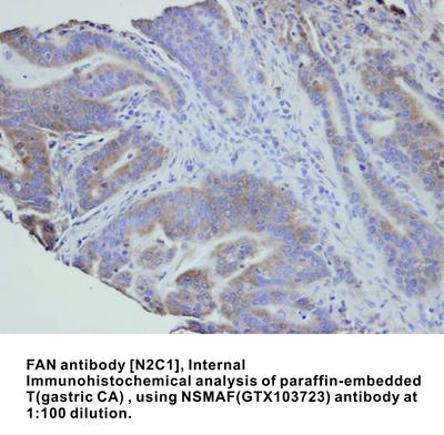 FAN  antibody [N2C1], Internal, GeneTex