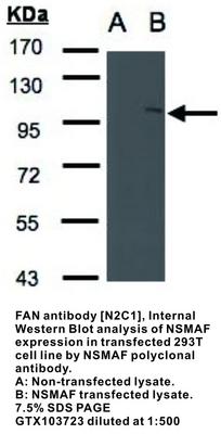 FAN  antibody [N2C1], Internal, GeneTex