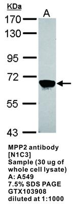 MPP2 antibody [N1C3], GeneTex