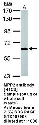 MPP2 antibody [N1C3], GeneTex