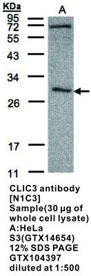 CLIC3 antibody [N1C3], GeneTex