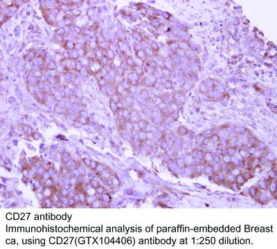 RB PAB TO CD27