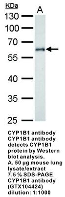 Cytochrome P450 1B1 antibody [N3C3], GeneTex