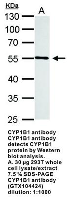 Cytochrome P450 1B1 antibody [N3C3], GeneTex