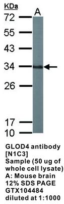 GLOD4 antibody [N1C3], GeneTex