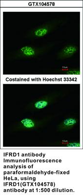 IFRD1 antibody, GeneTex