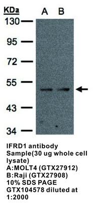 IFRD1 antibody, GeneTex