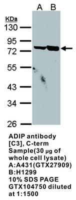 ADIP antibody [C3], C-term, GeneTex