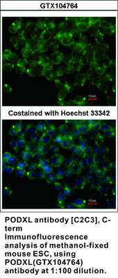 PODXL antibody [C2C3], C-term, GeneTex