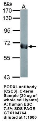 PODXL antibody [C2C3], C-term, GeneTex