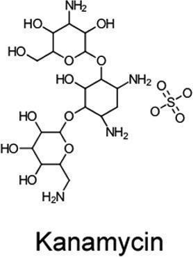 Kanamycin Sulfate