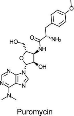 Puromycin Dihydrochloride