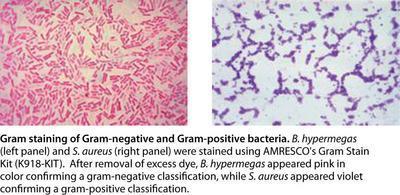 Gram Staining Kit, AMRESCO