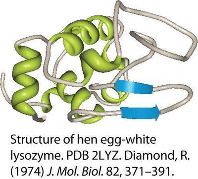 Lysozyme