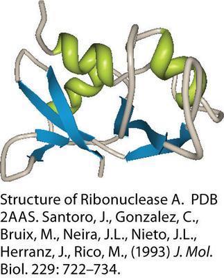 RNase A, Pancreatic, AMRESCO