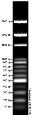 DNA MW Markers, 100 bp Ladder, AMRESCO