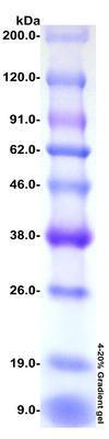 Bluestep™ Protein MW Marker, Broad Range, Prestained, AMRESCO