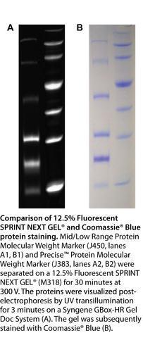 Fluorescent Next Gel® Polyacrylamide Electrophoresis, AMRESCO