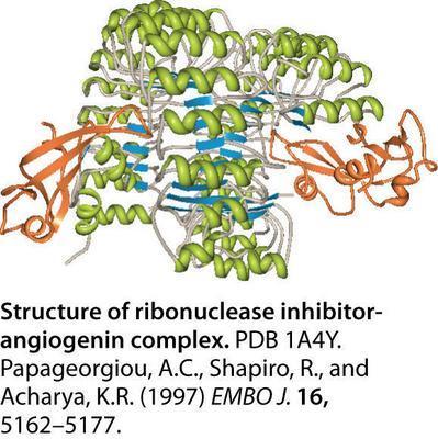 Ribonuclease Inhibitor (RNase Inhibitor), AMRESCO