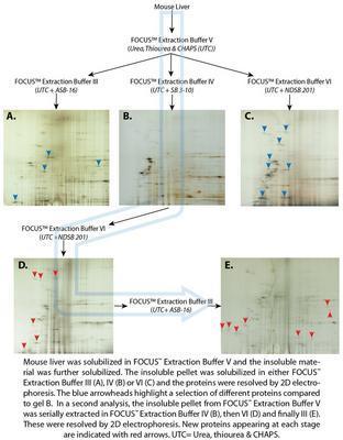 FOCUS™ Extraction Buffers, G-Biosciences