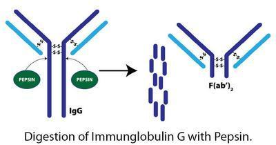 Immobilized Pepsin, G-Biosciences