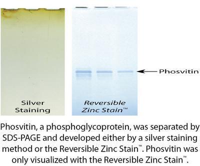 Reversible Zinc Stain™Electrophoresis Gel Stain, G-Biosciences