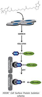 HOOK™ Cell Surface Protein Isolation, Complete Labeling & Isolation Kit, G-Biosciences